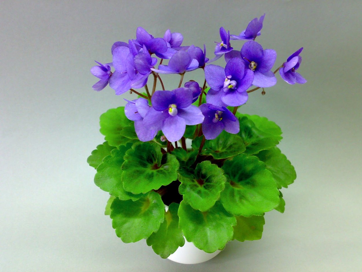 Sweet Patootie фиалка