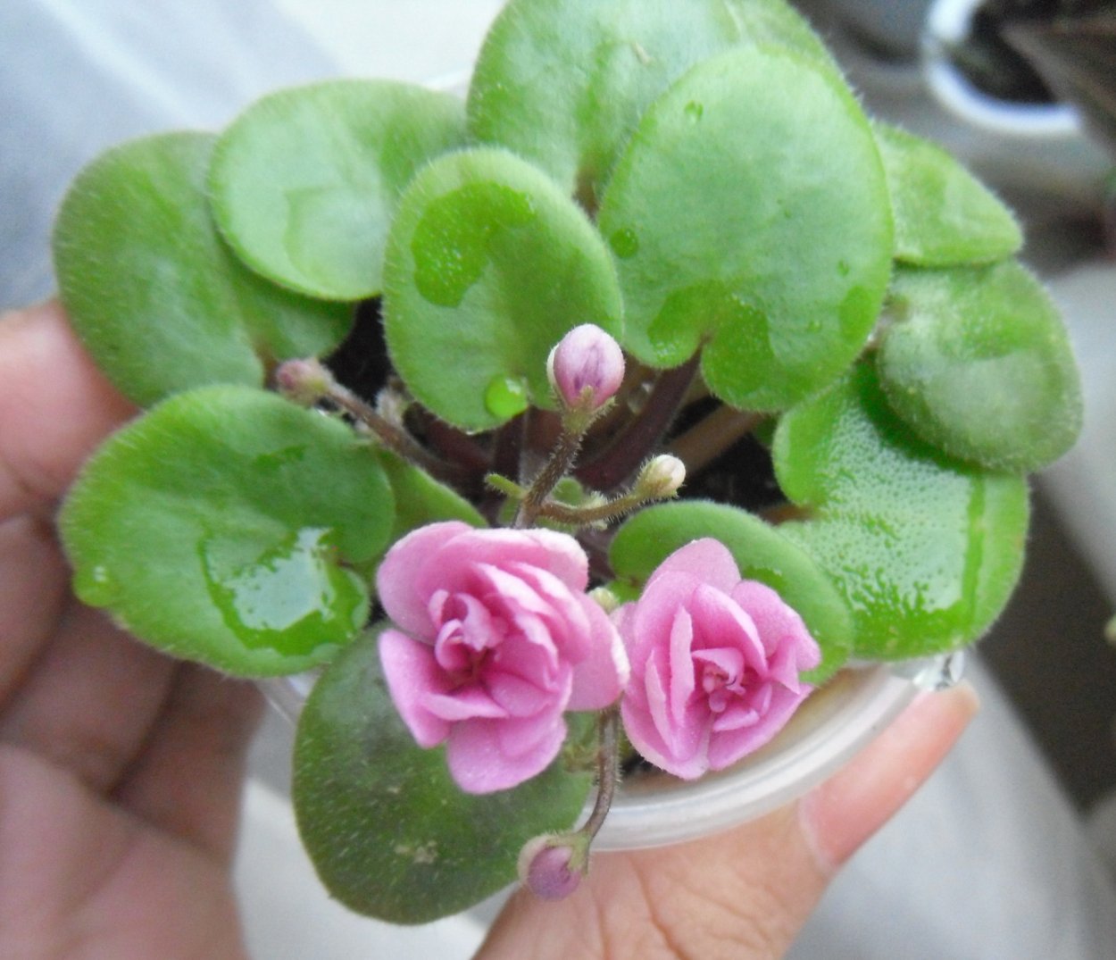 Фиалка pizza Pizzicato