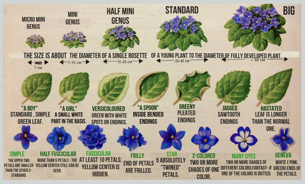 Ампельная фиалка