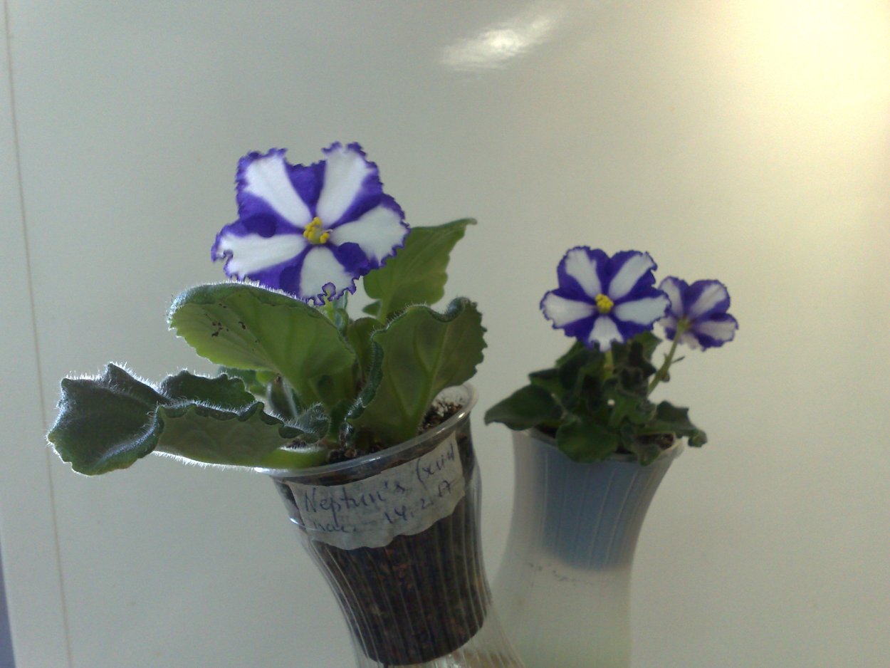 Фиалка Робинзон мини