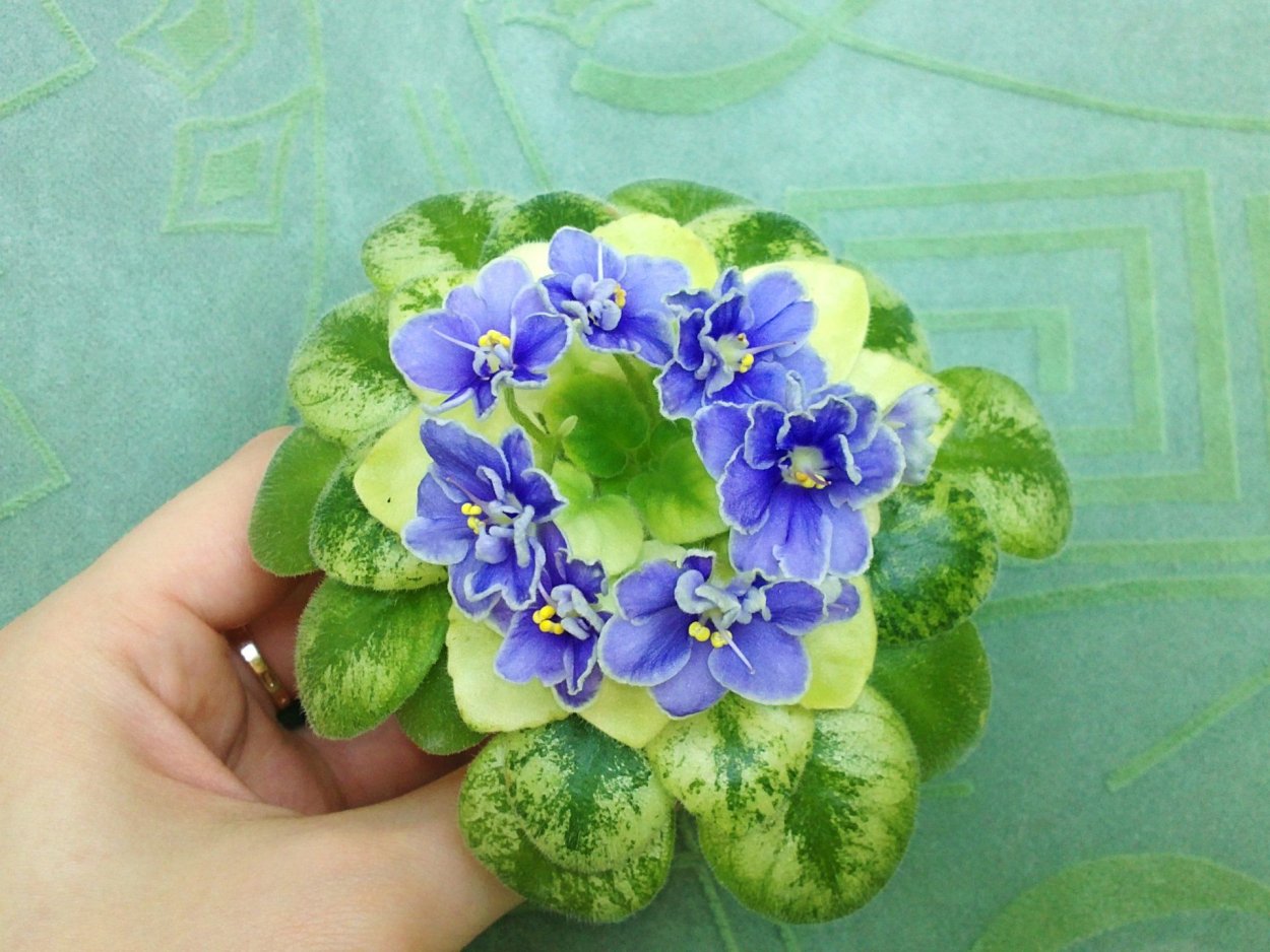 Систематика узамбарской фиалки