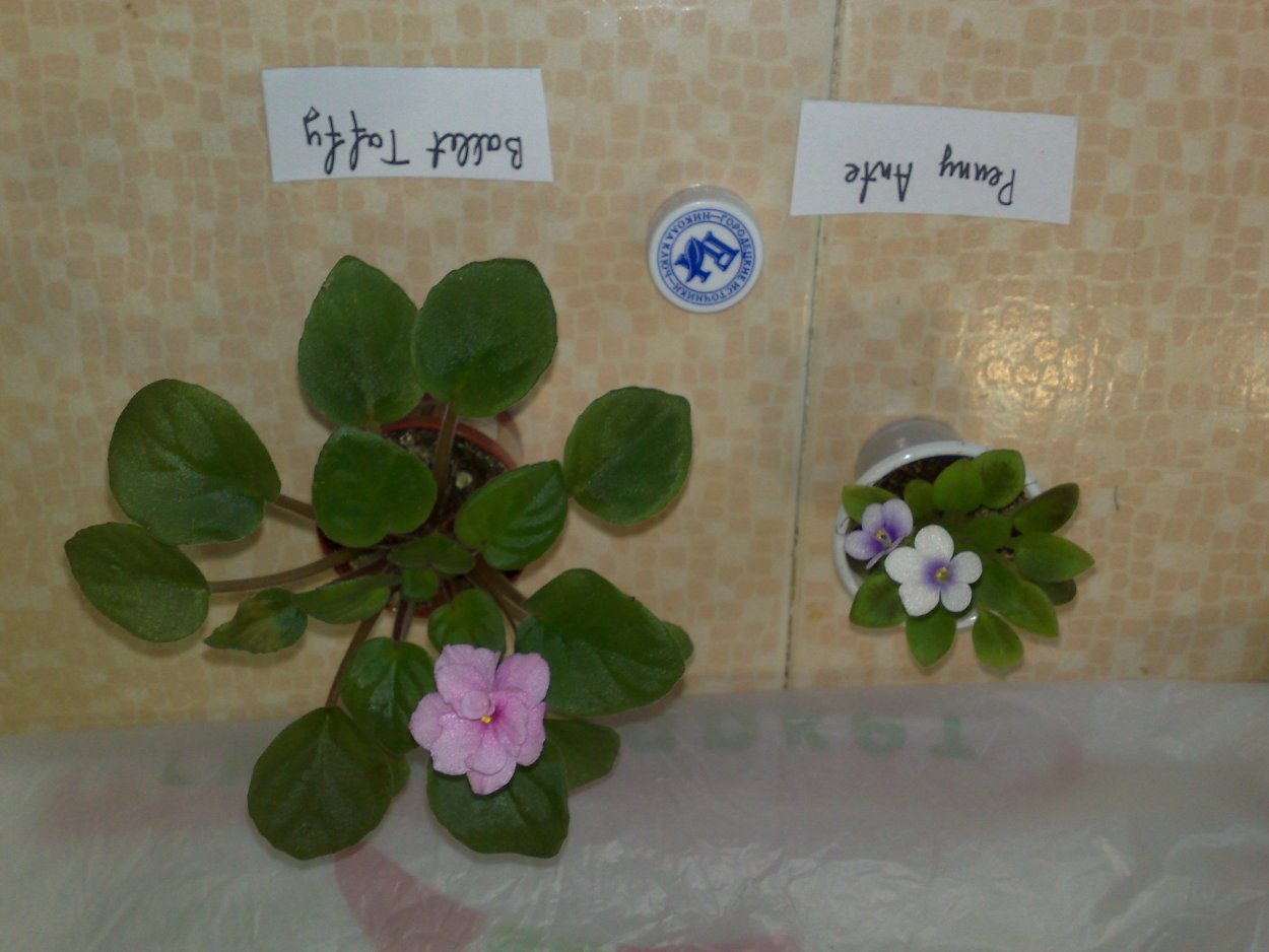 Узамбарские фиалки мини