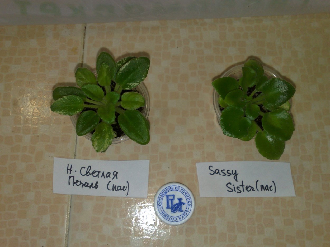 Микромини фиалки