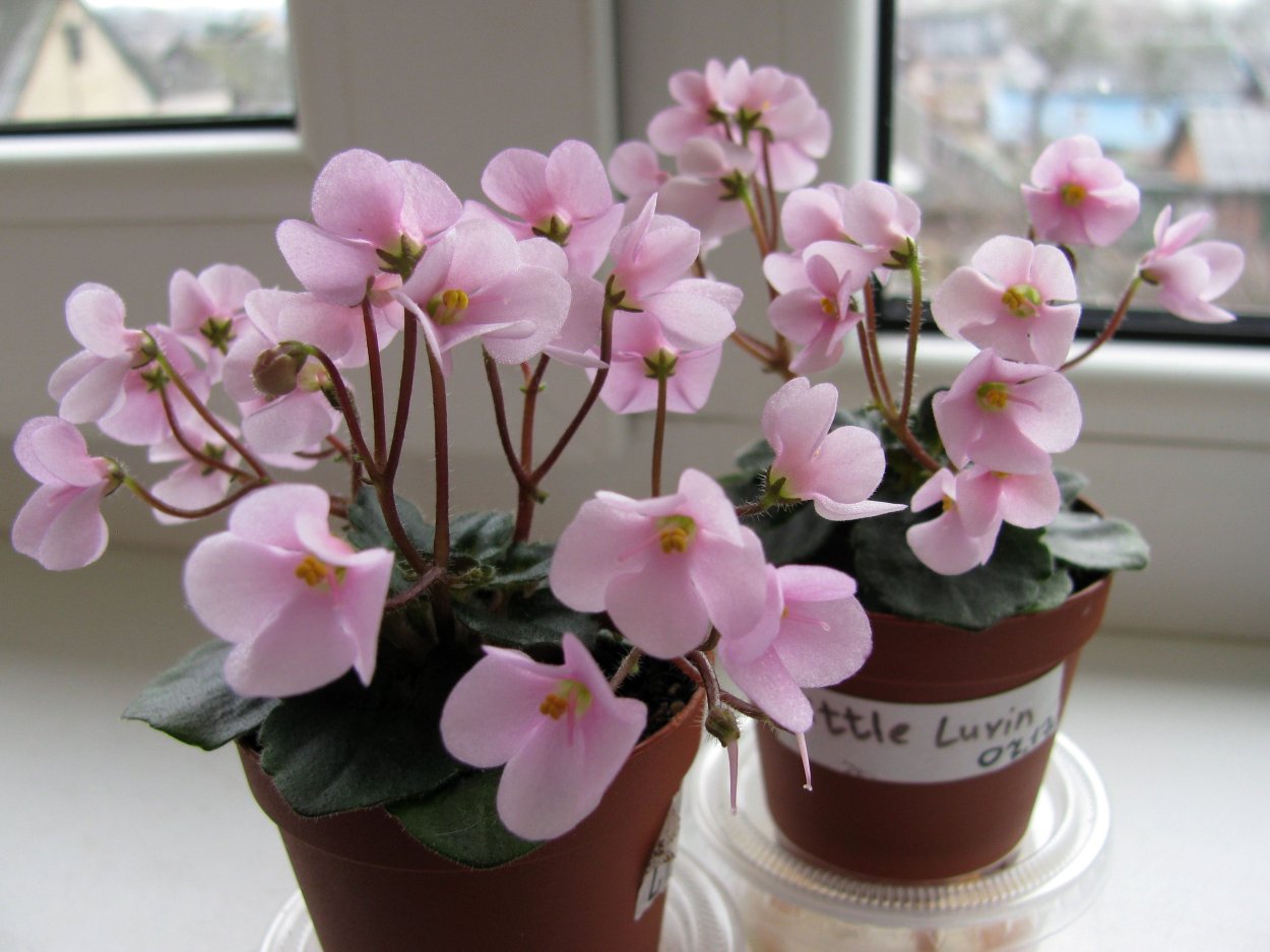 Фиалка микромини Tinkerbells