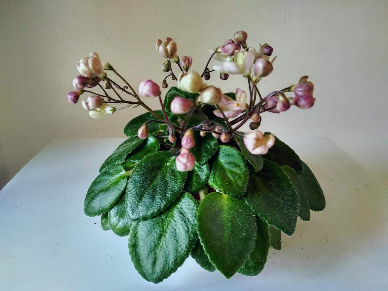 Сенполия little Darling