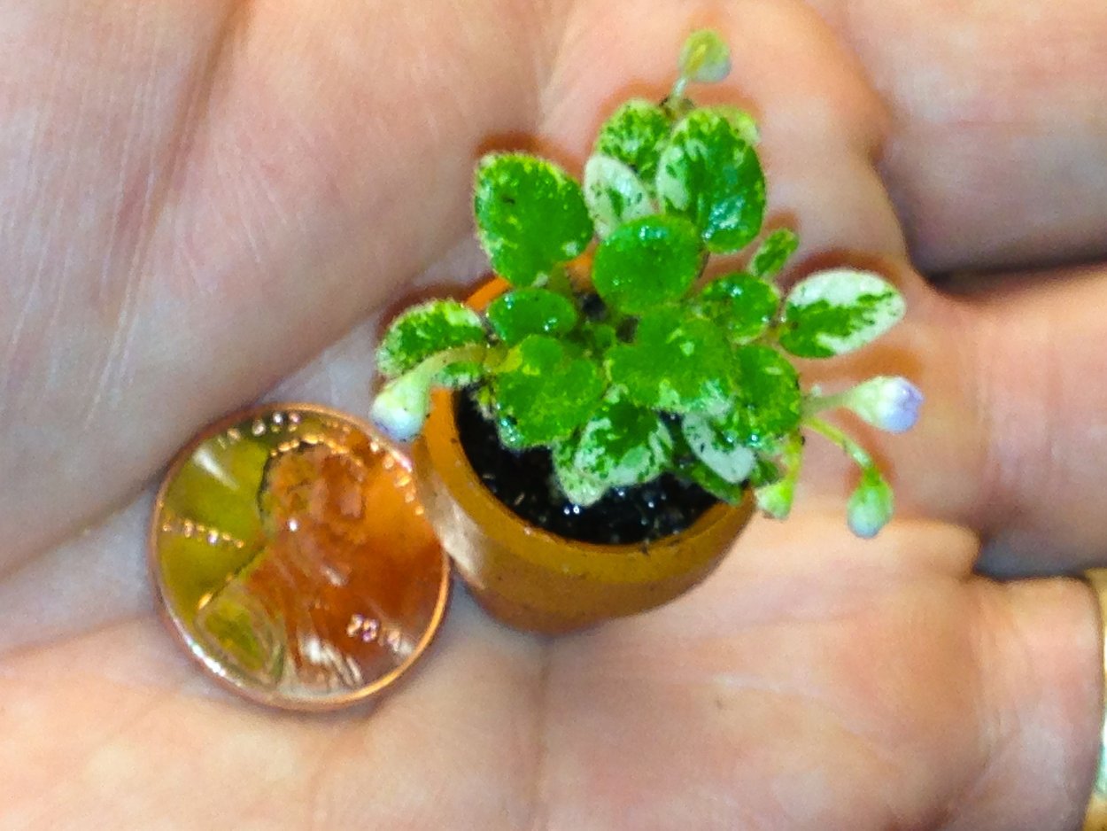 Rob&#96;s Dodo Bird фиалка