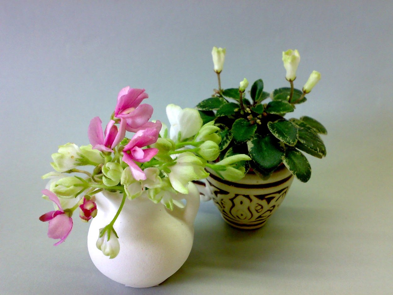 Фиалка мини Литтл