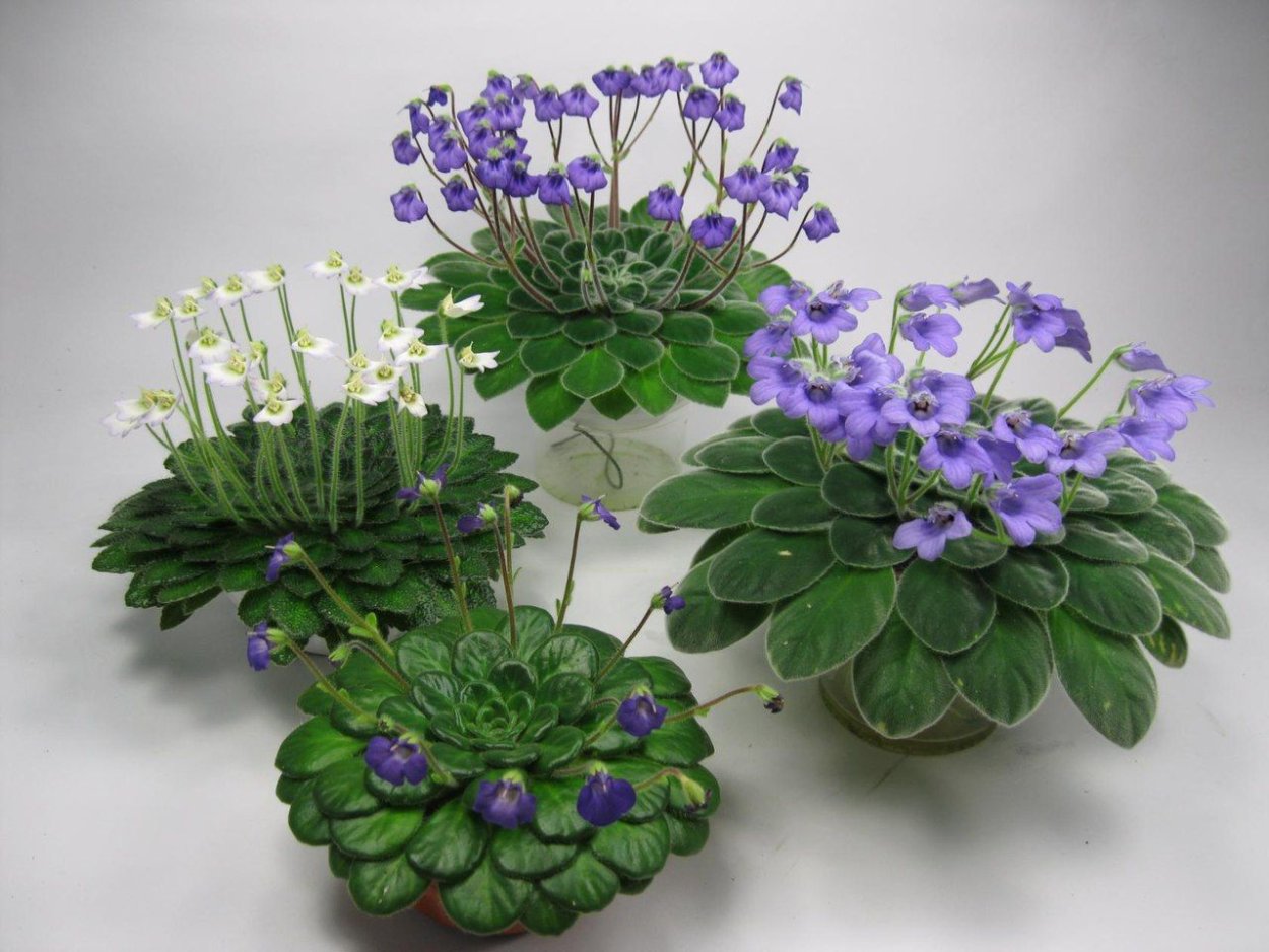 Фиалка Morgan's Junior Mint