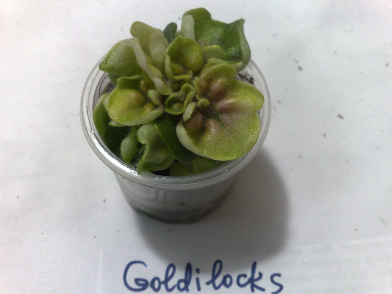 Фиалка Rob's Vanilla Trail