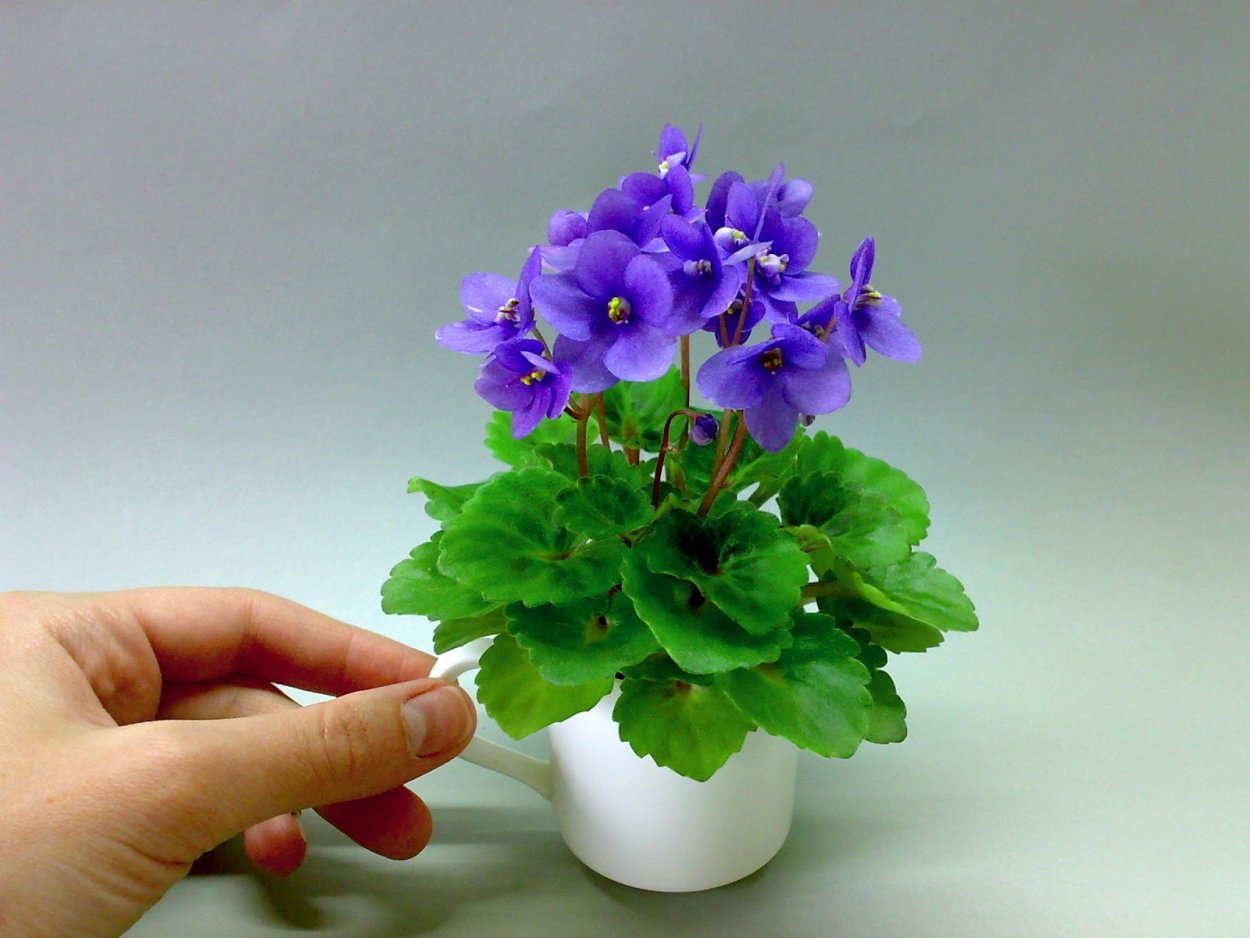 Полуминиатюрные фиалки сорта