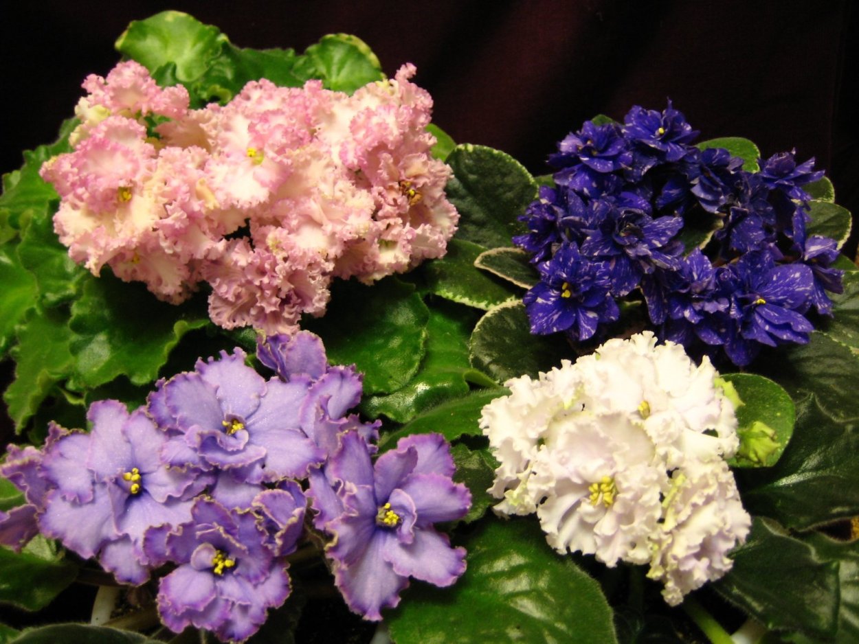 Мини фиалки химеры