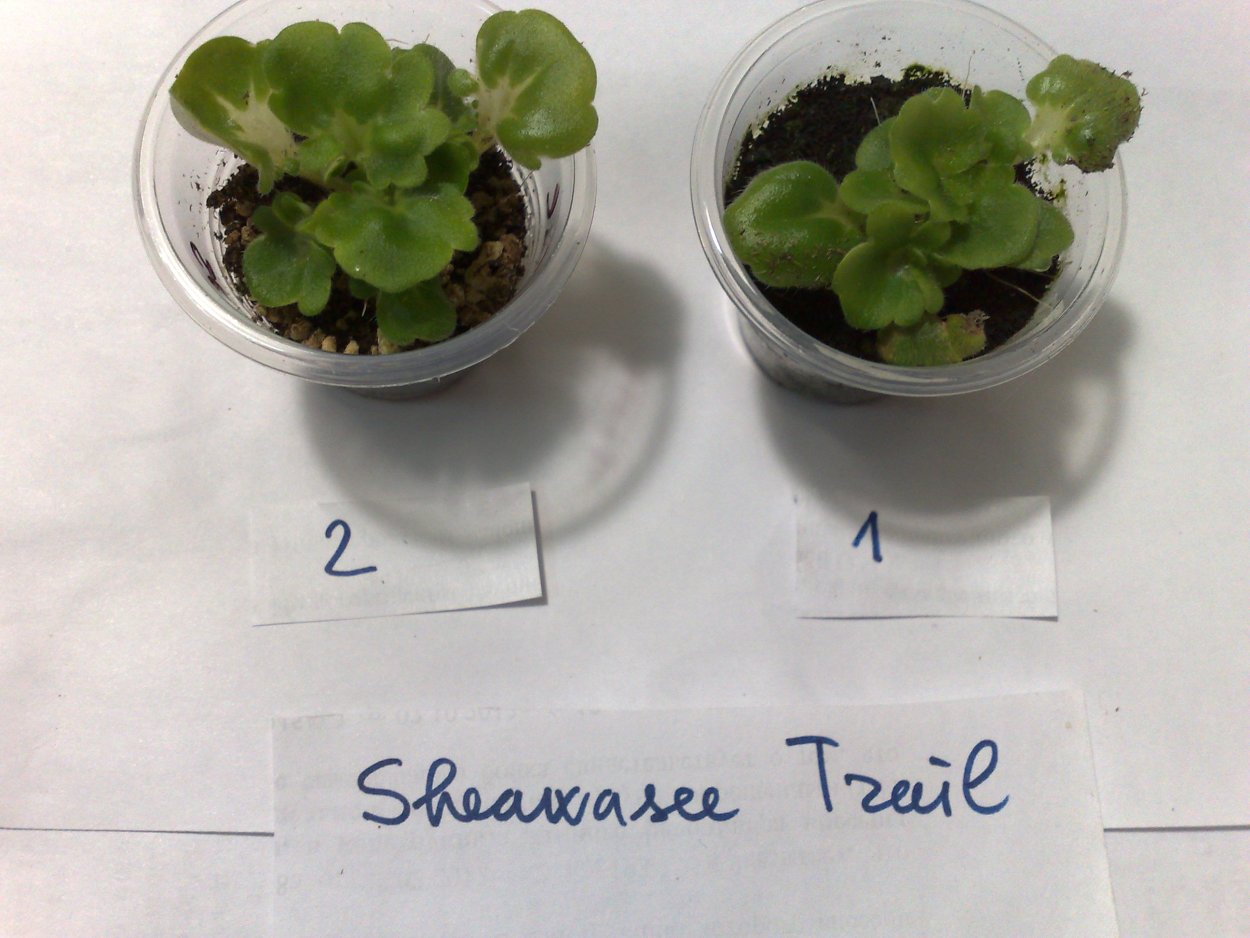 Мини фиалка капелька