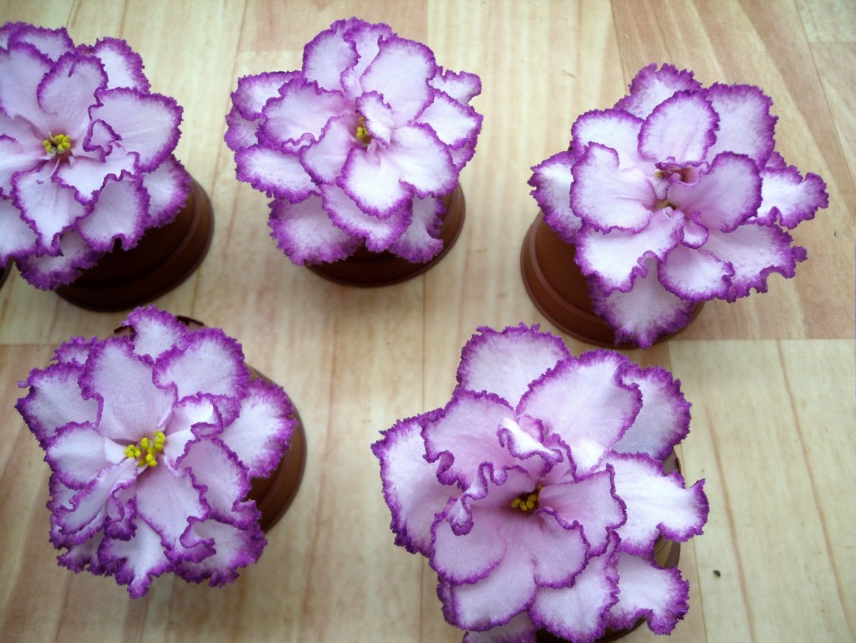 Hula Hoop фиалка