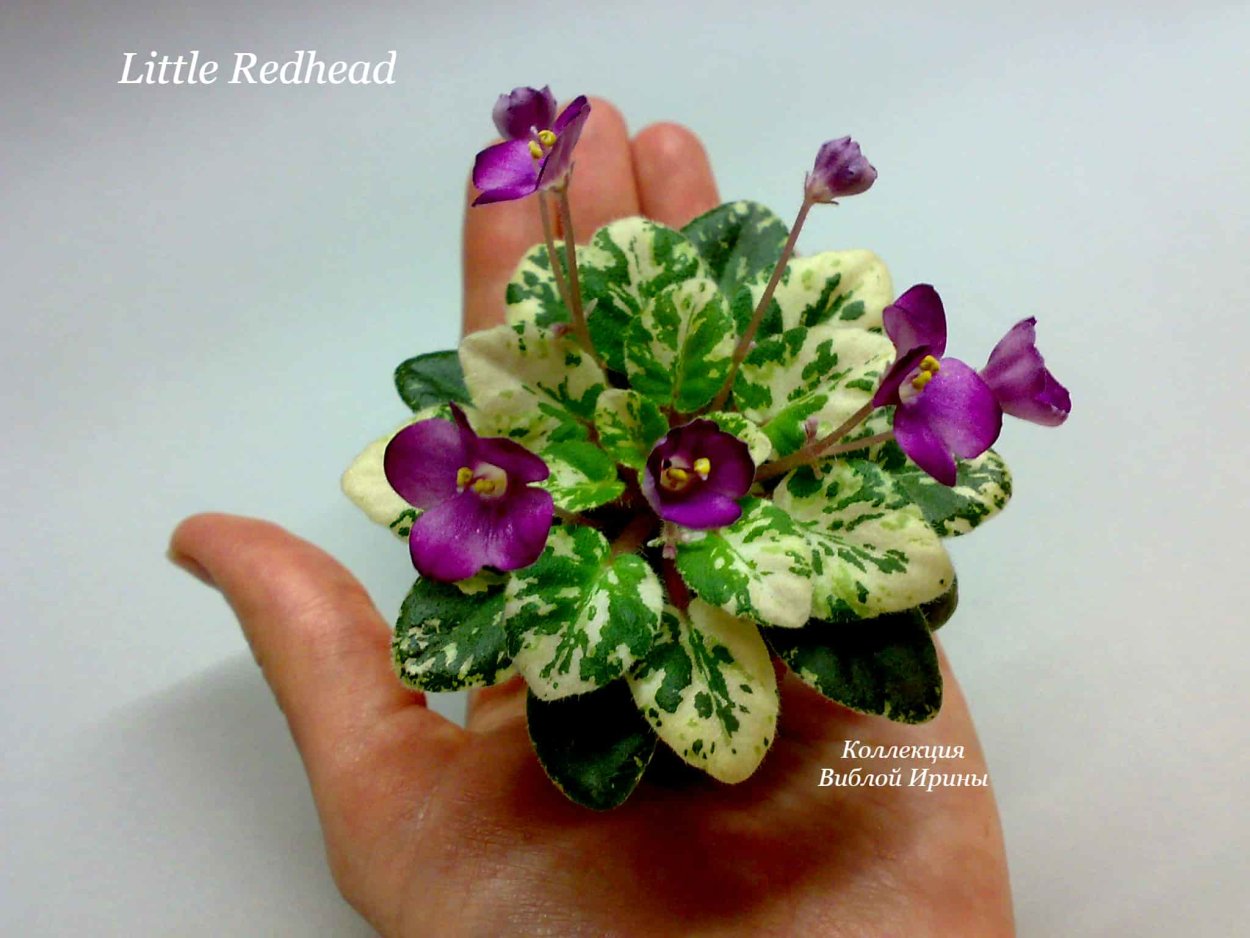 Микромини фиалки
