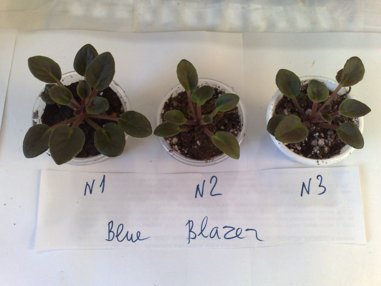 Тип листа фиалки узамбарской