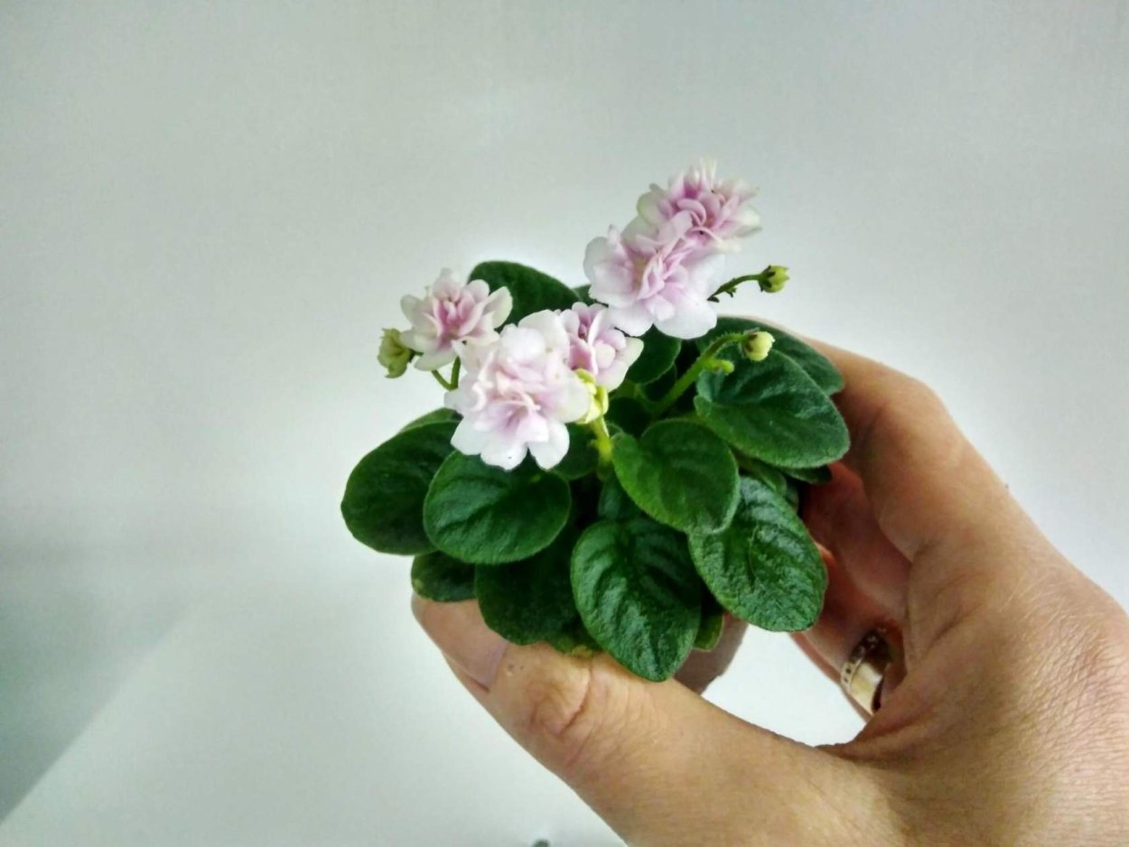 Микромини фиалки рядом со стандарт