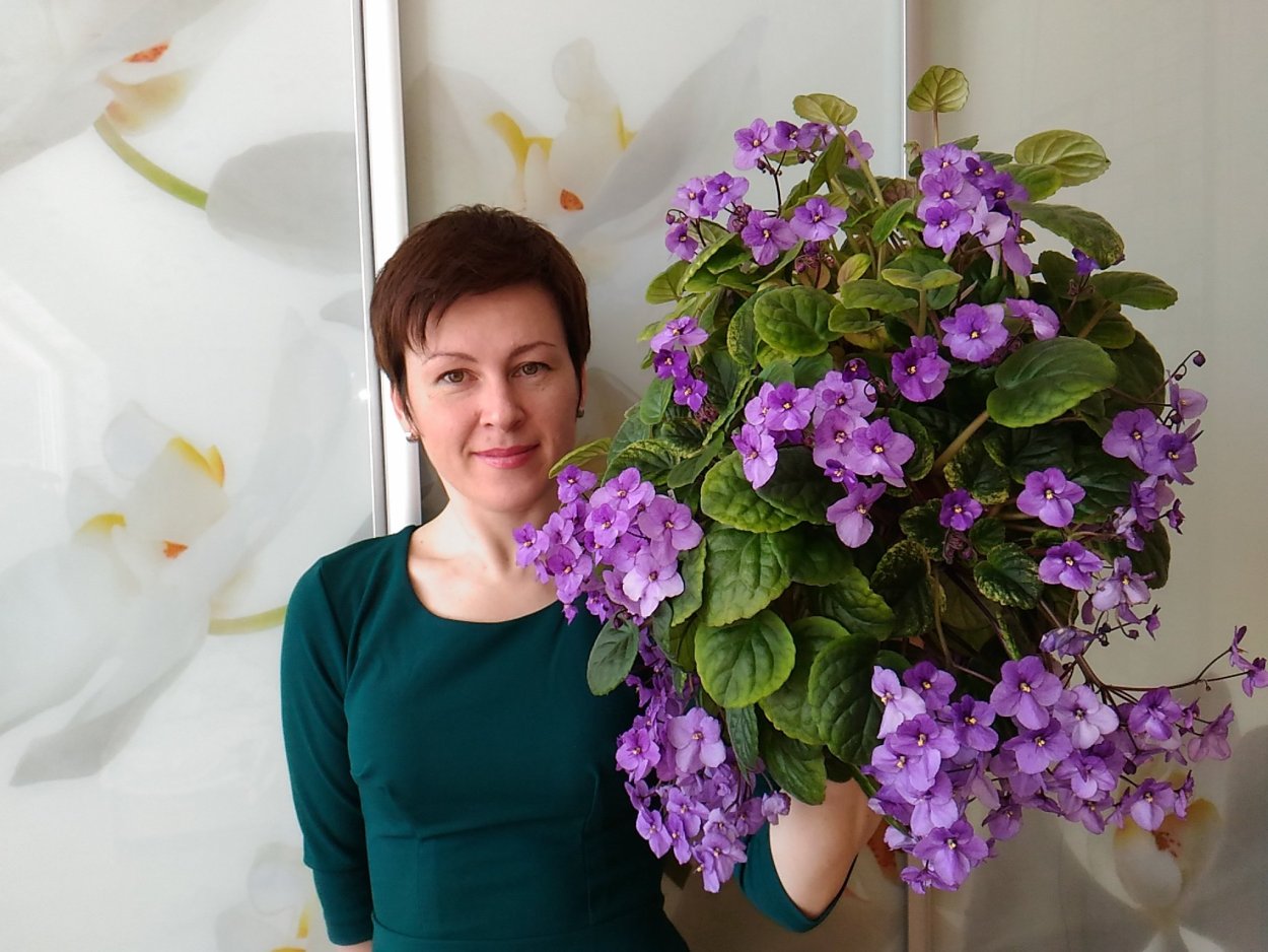 Мини фиалки химеры