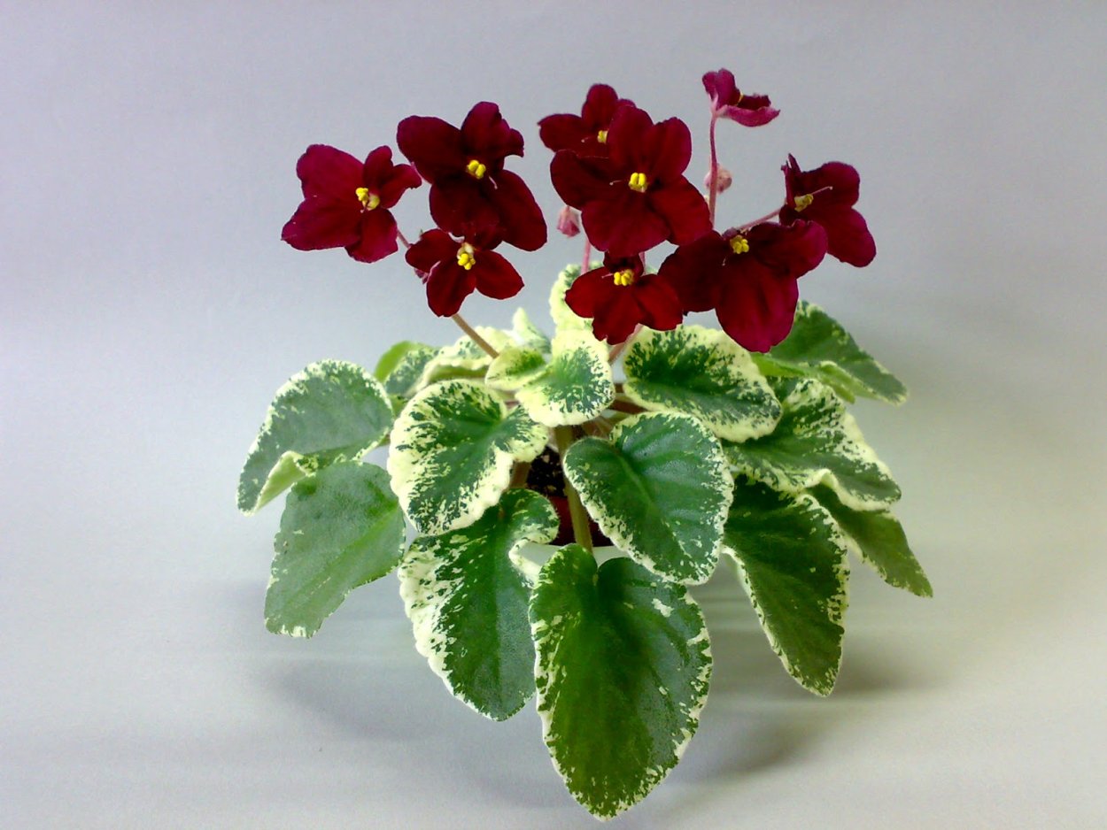 Фиалки мини и полумини размер