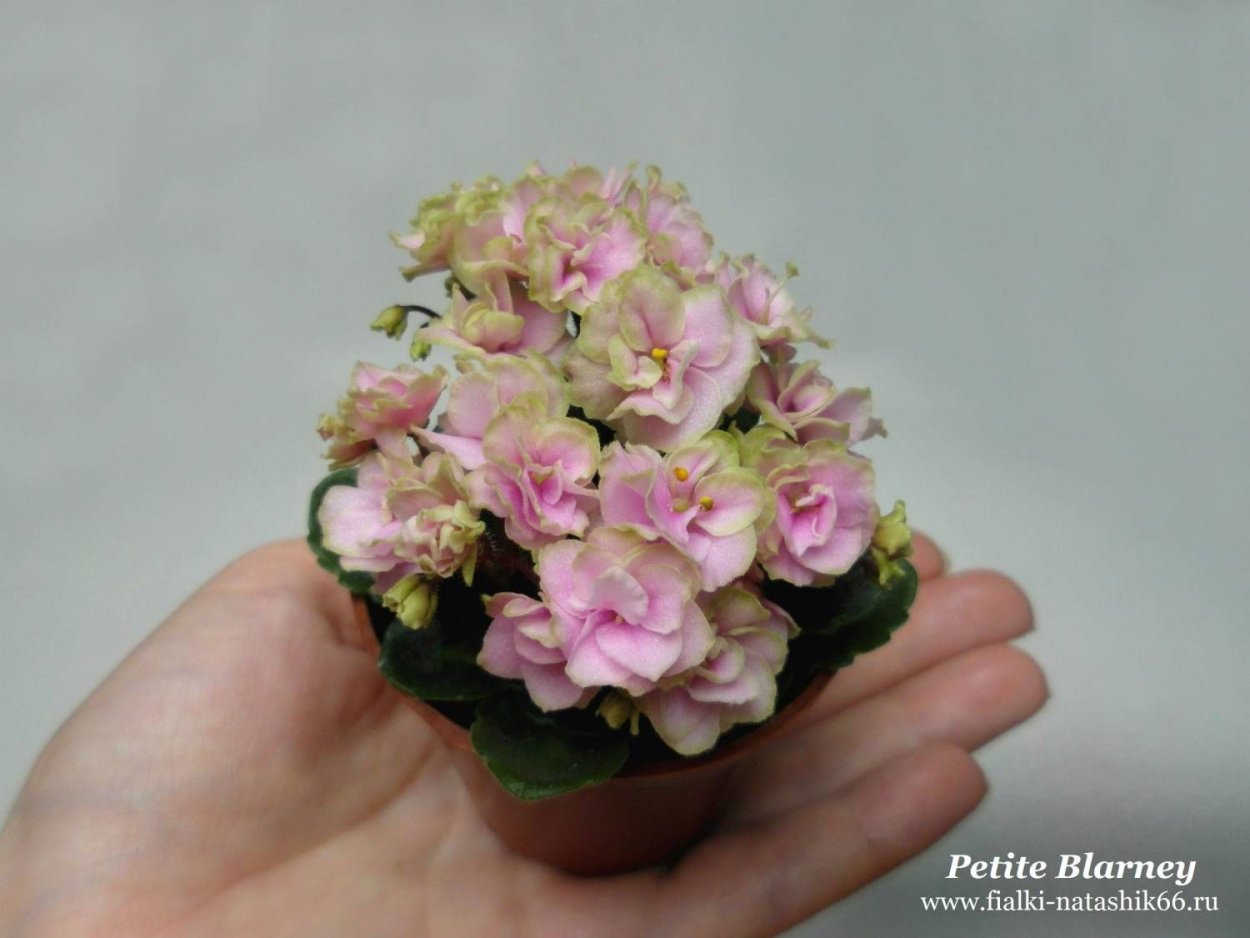 Rob's Boolaroo фиалка Химера