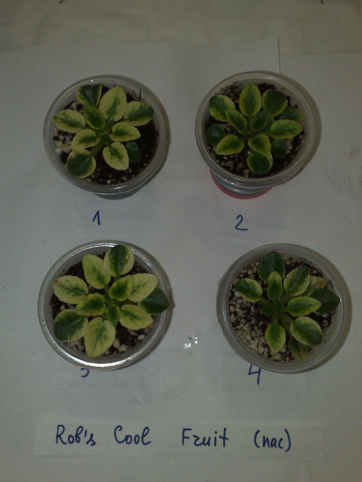 Фиалка Lullaby мини