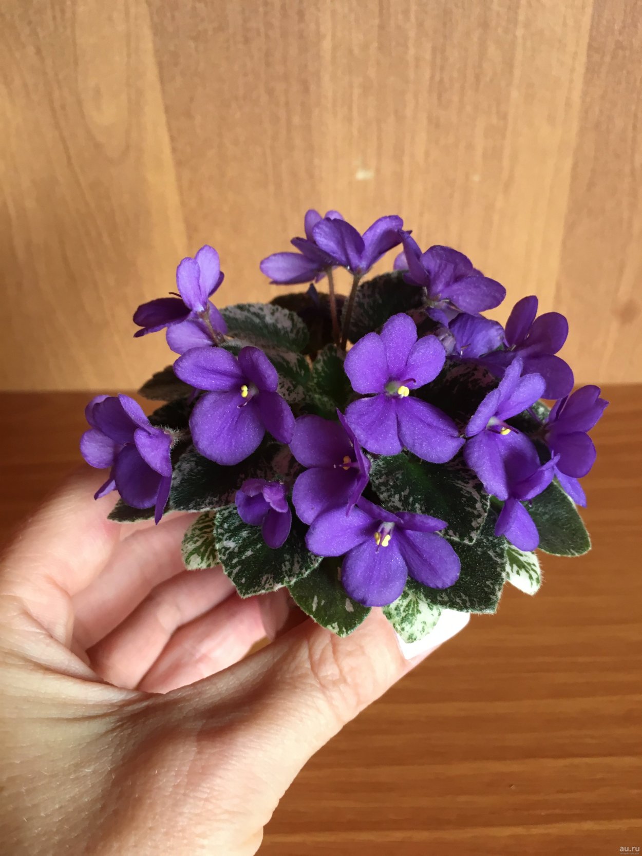 Sassy sister Mini фиалка