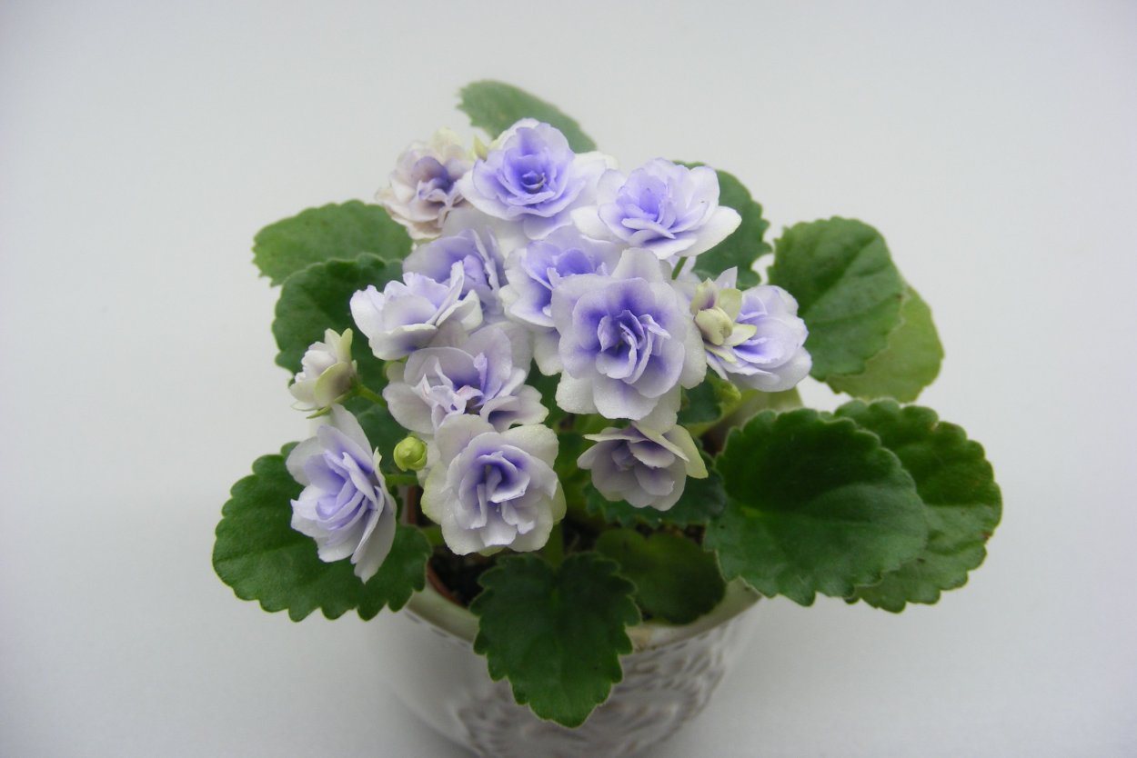 Фиалки мини Rob's