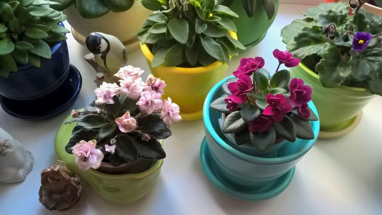 Мини фиалка капелька