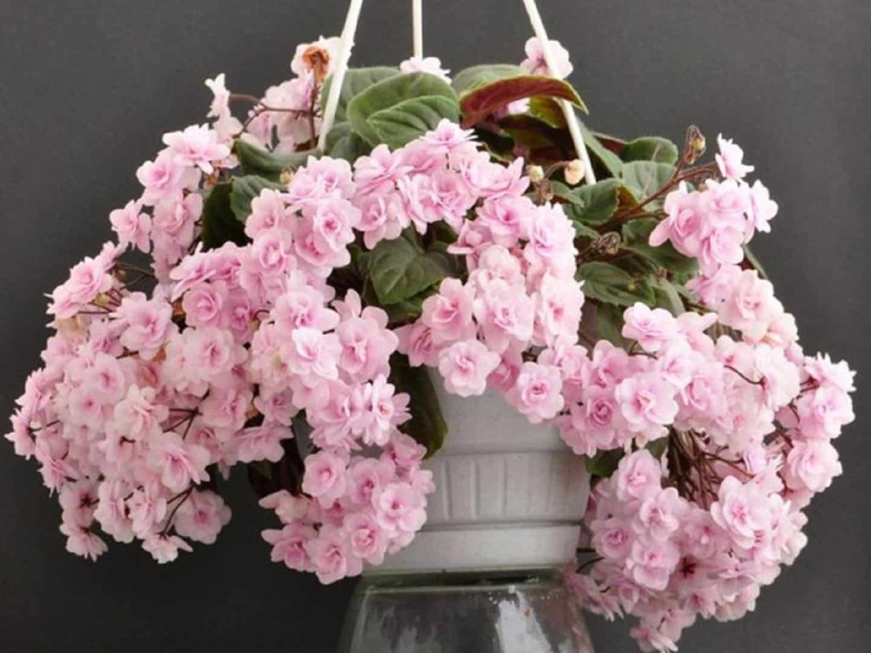 Полумини Ле-Элли фиалка