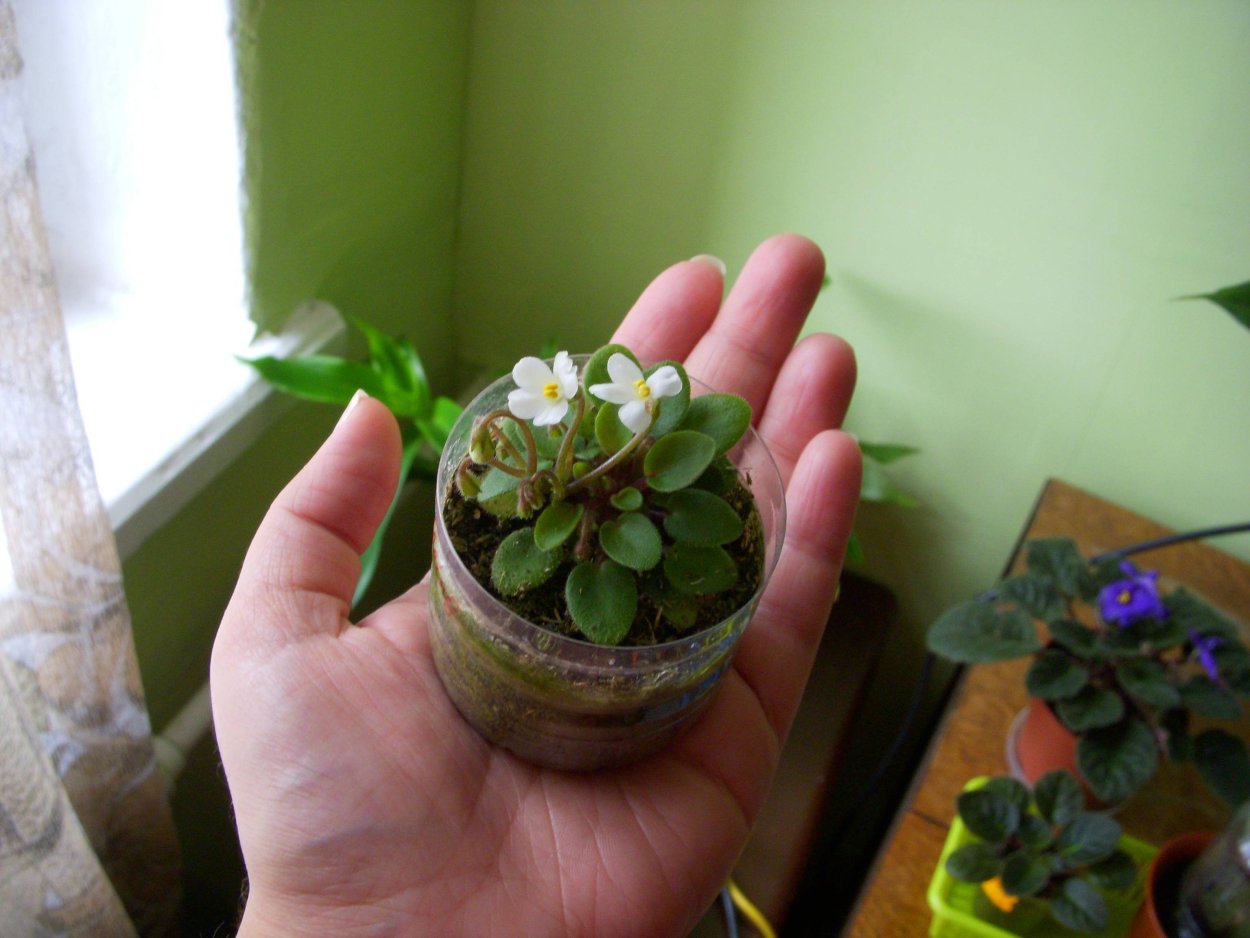 Rob's little caboose фиалка