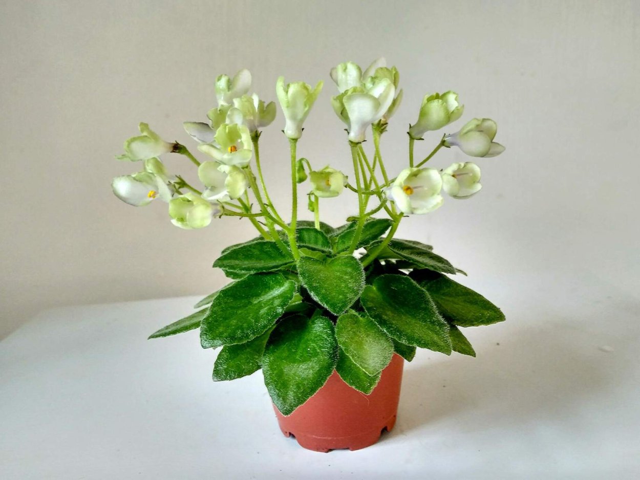 Фиалка узамбарская форма листа