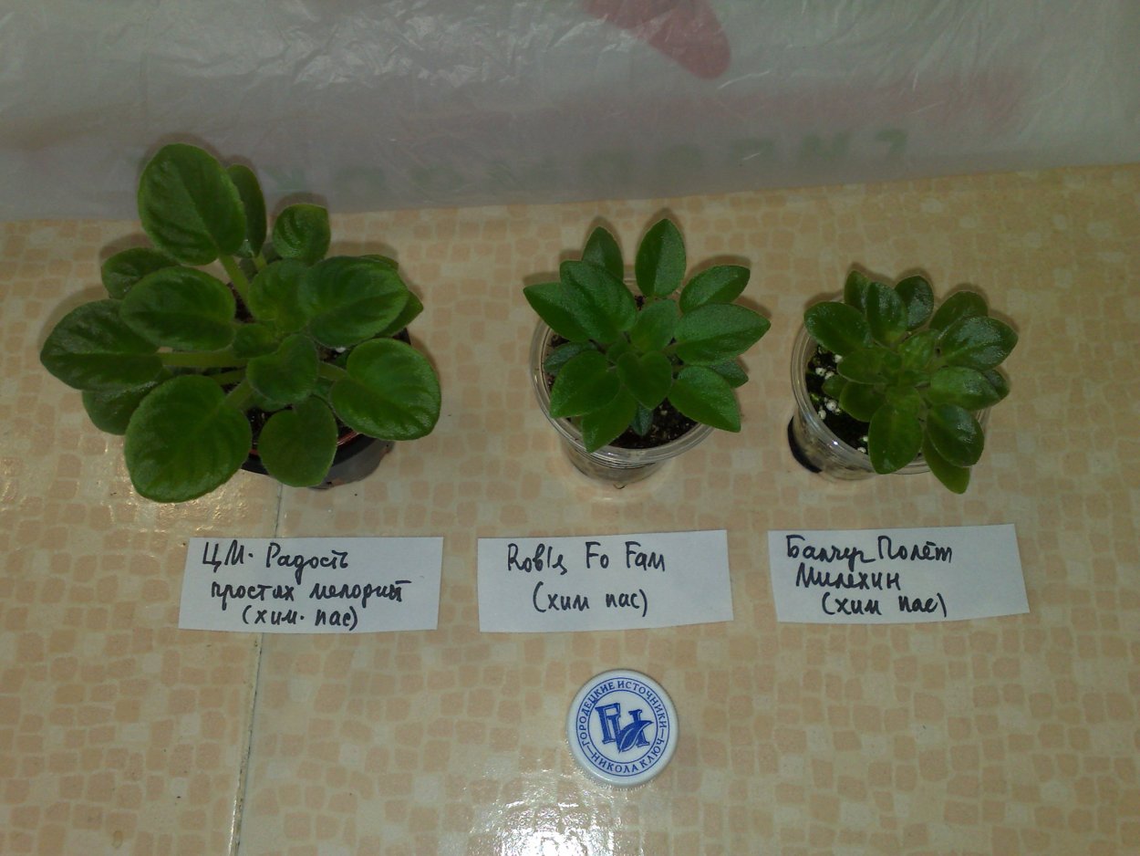 Горшок для трейлерной фиалки