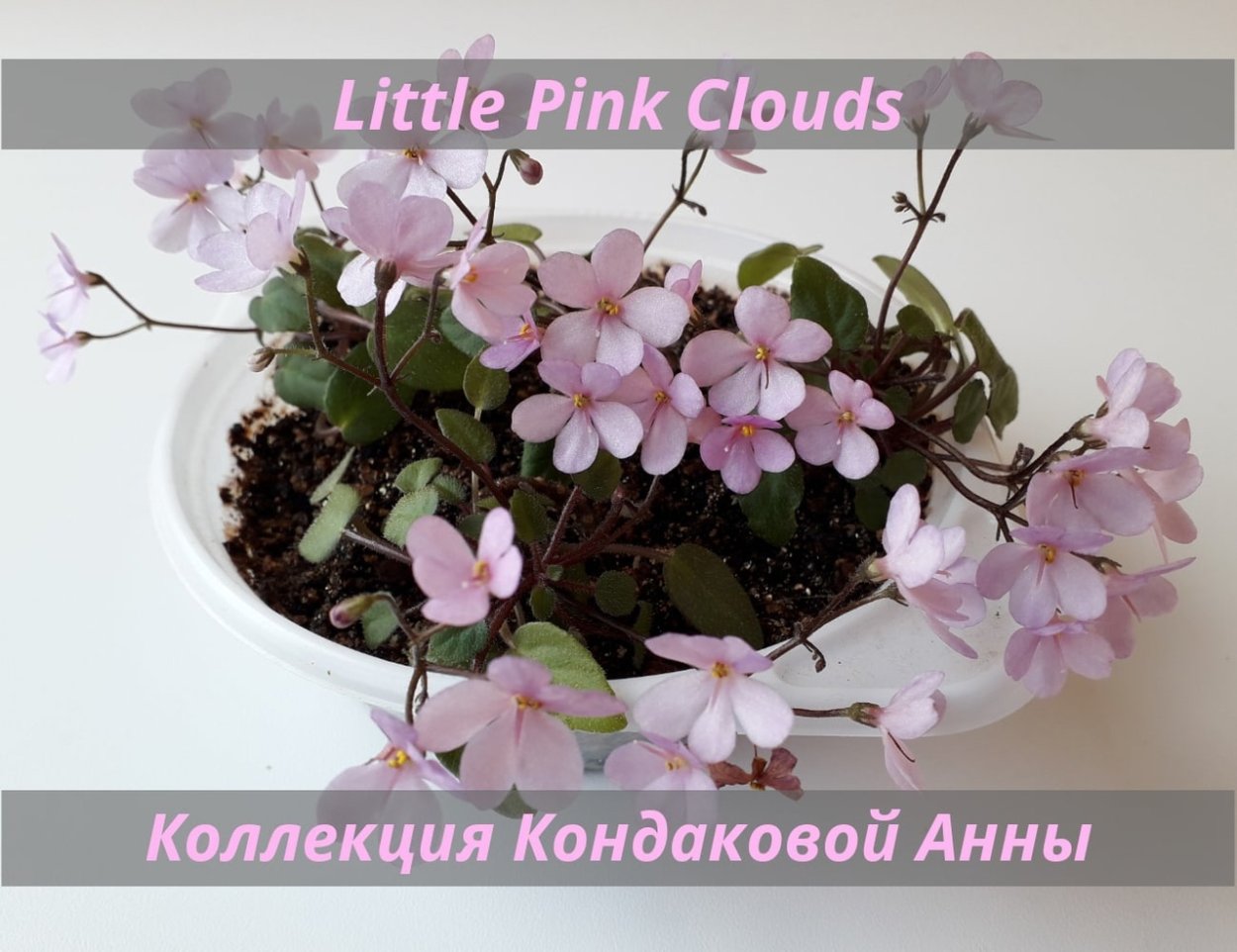 Контейнеры для фиалок