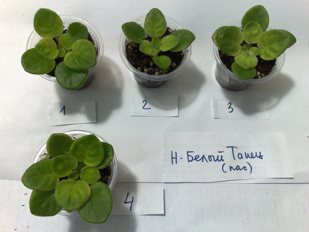 Фиалка Optimara little