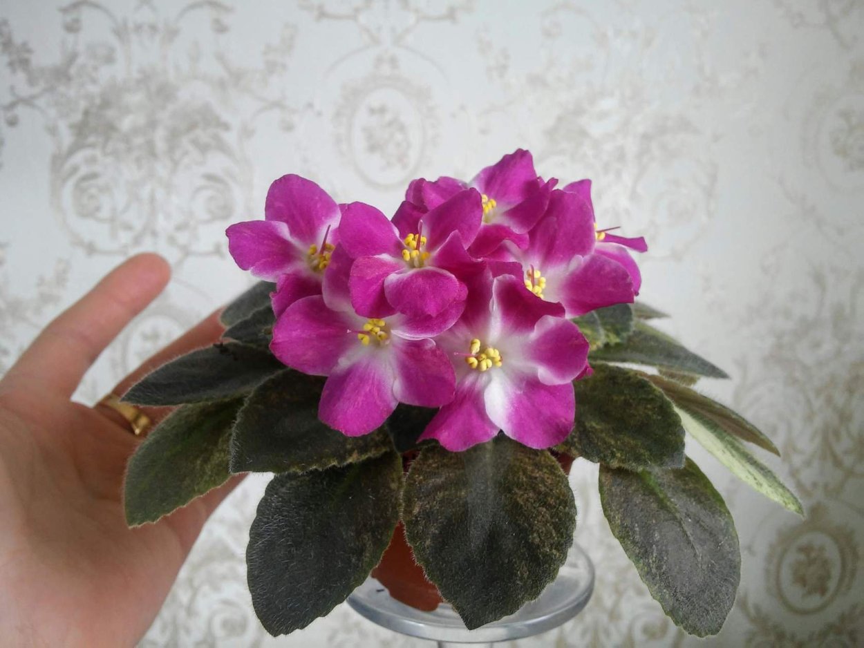 Фиалка Джоли имп