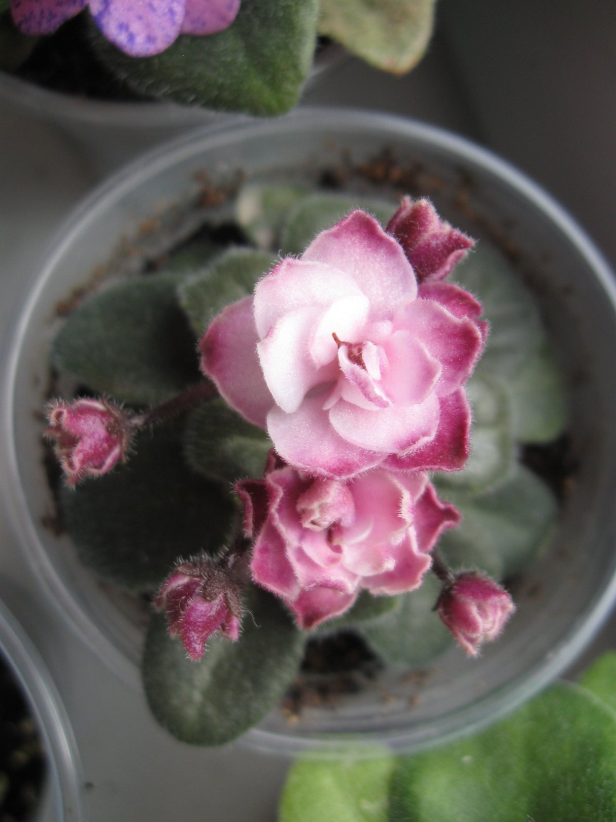 Фиалка Ванда