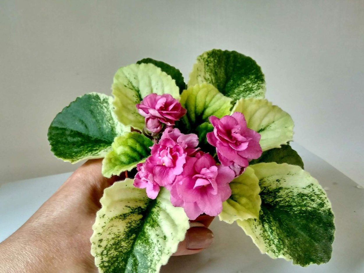 Фиалка мини Orchard