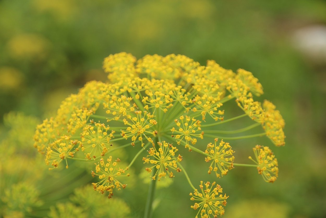 Пастернак зонтичные