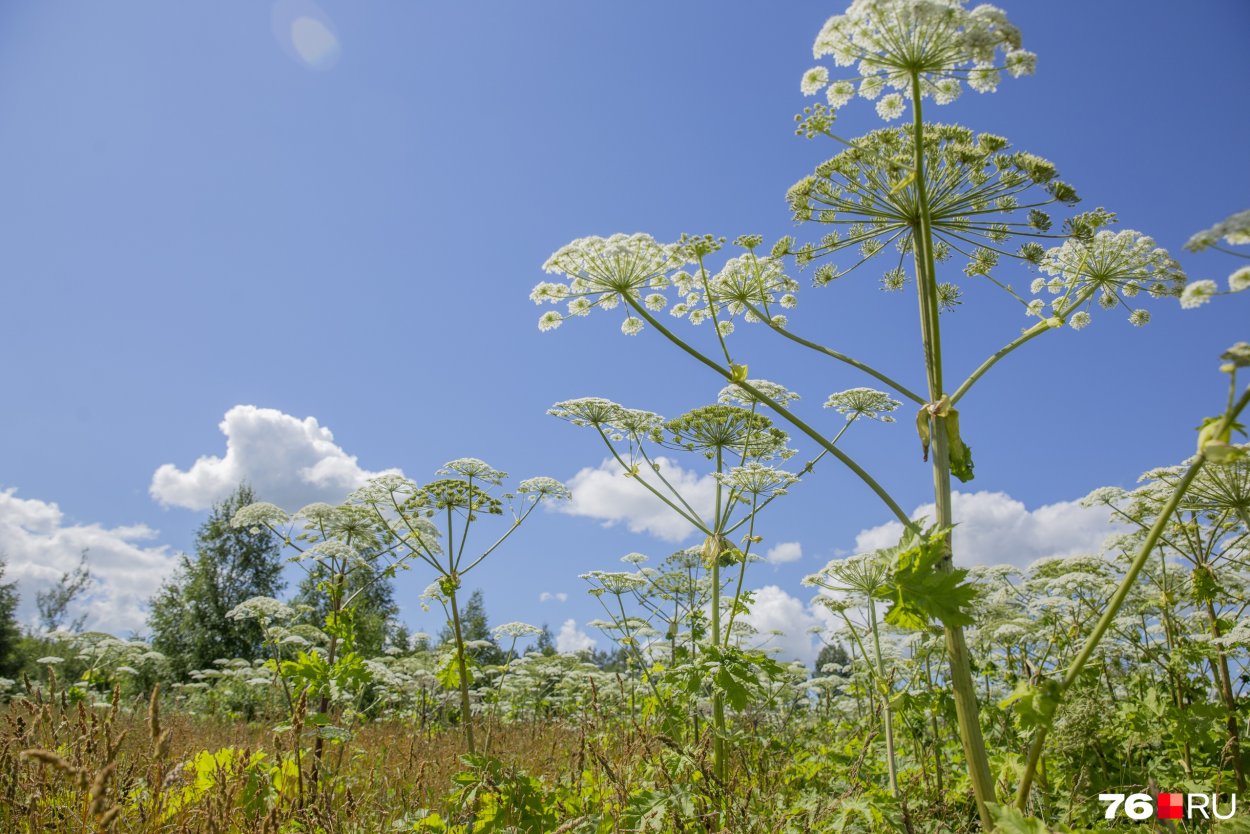 Пастернак посевной