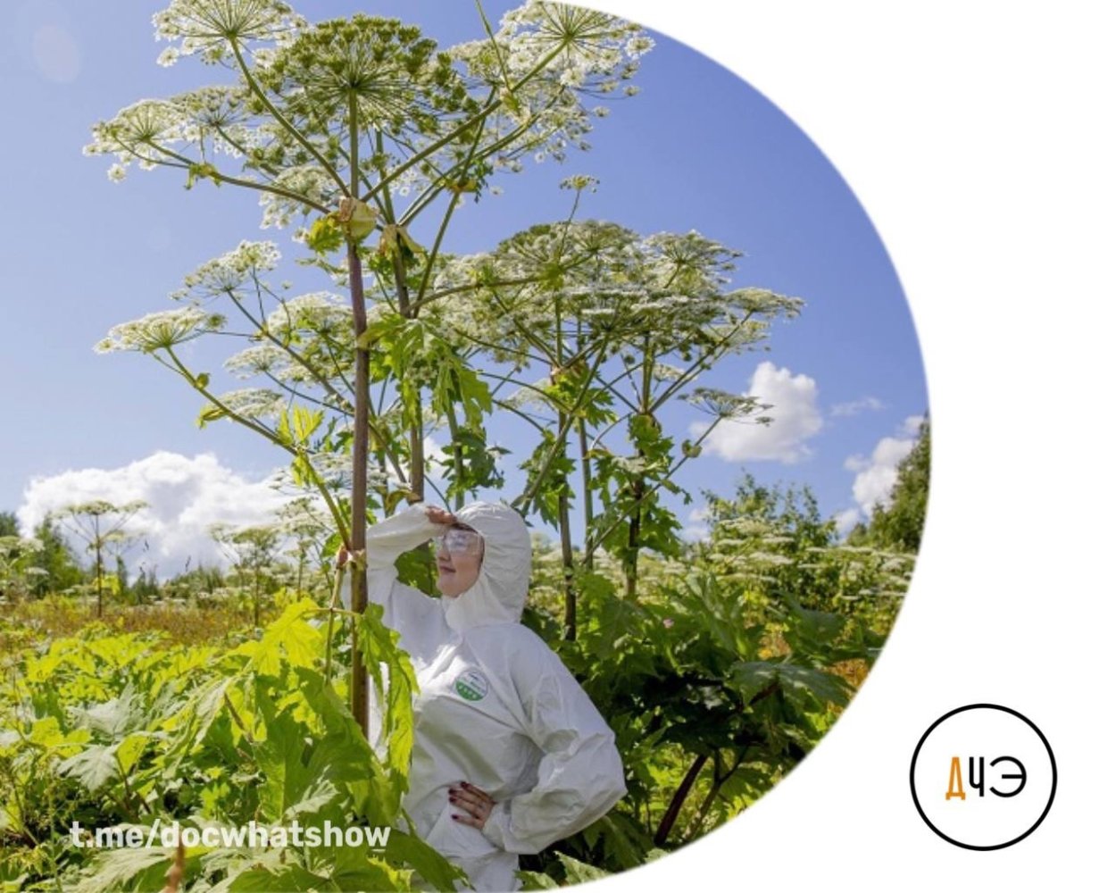 Борщевик и тысячелистник отличия