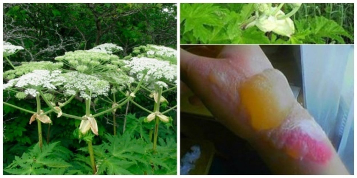 Борщевик синий