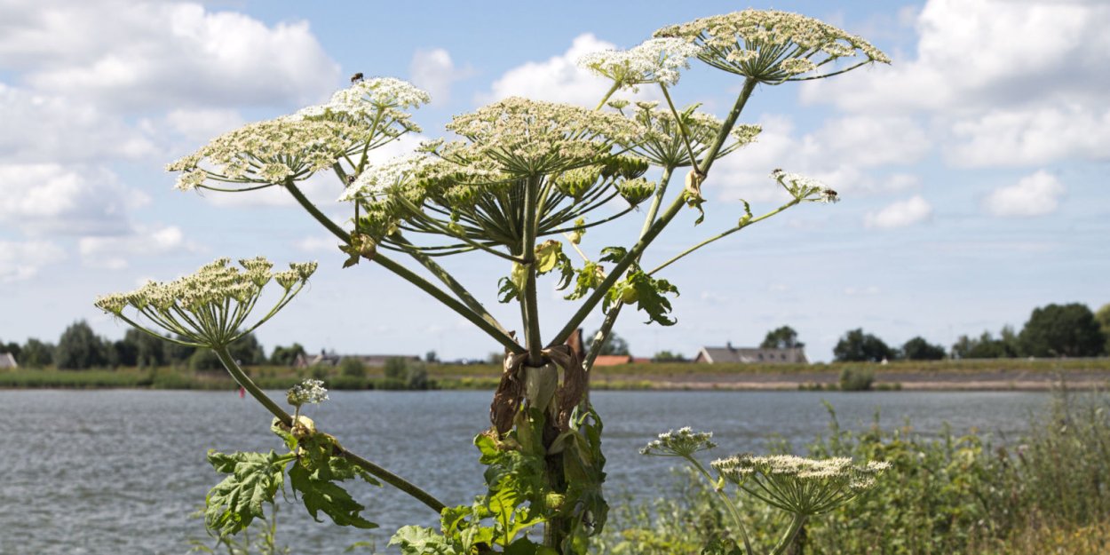 Борщевик Сибирский