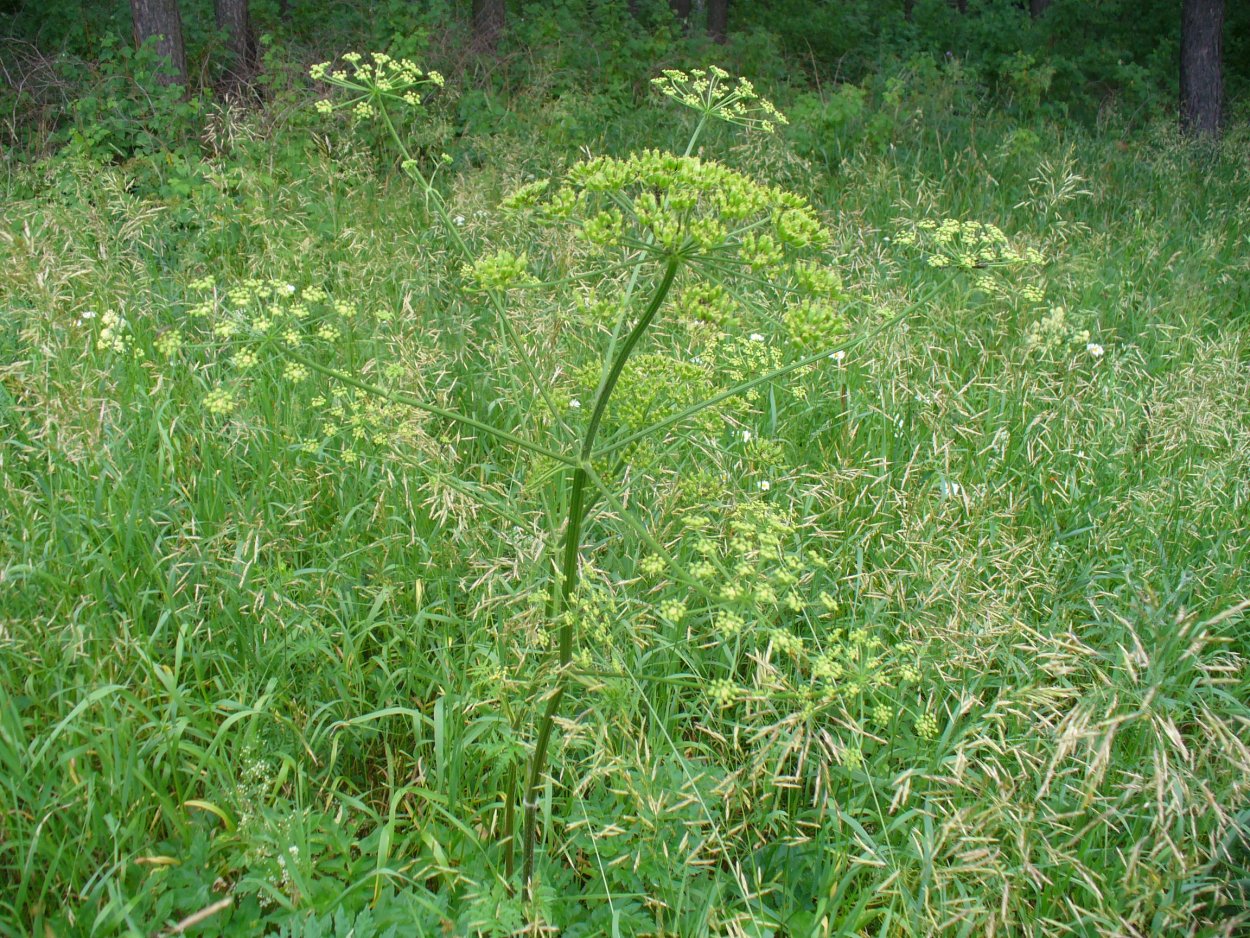 Зонтик укропа на белом фоне