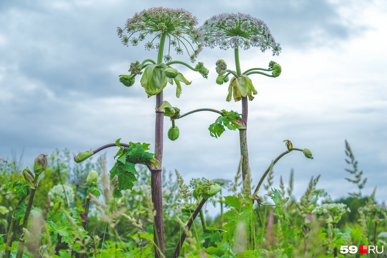 Козелец Сибирский борщевик