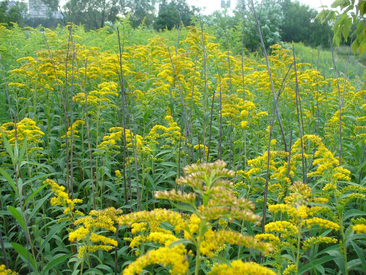 Борщевик Сосновского сок