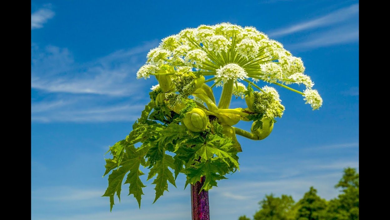 Борщевик Сибирский и обыкновенный