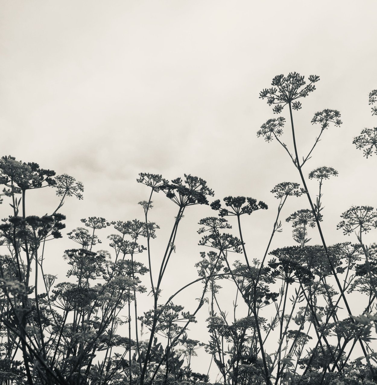 Борщевик Сибирский