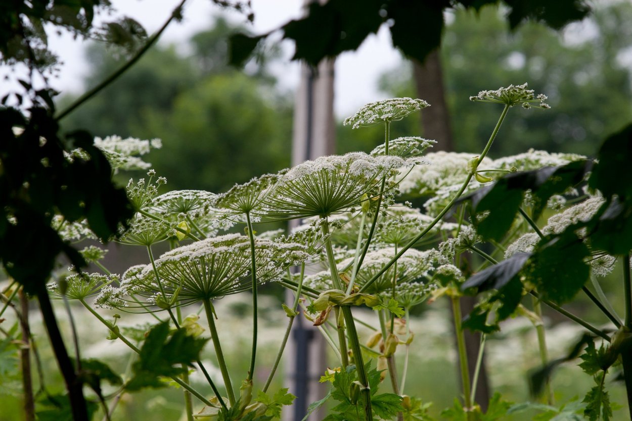 Борщевик лето 2022