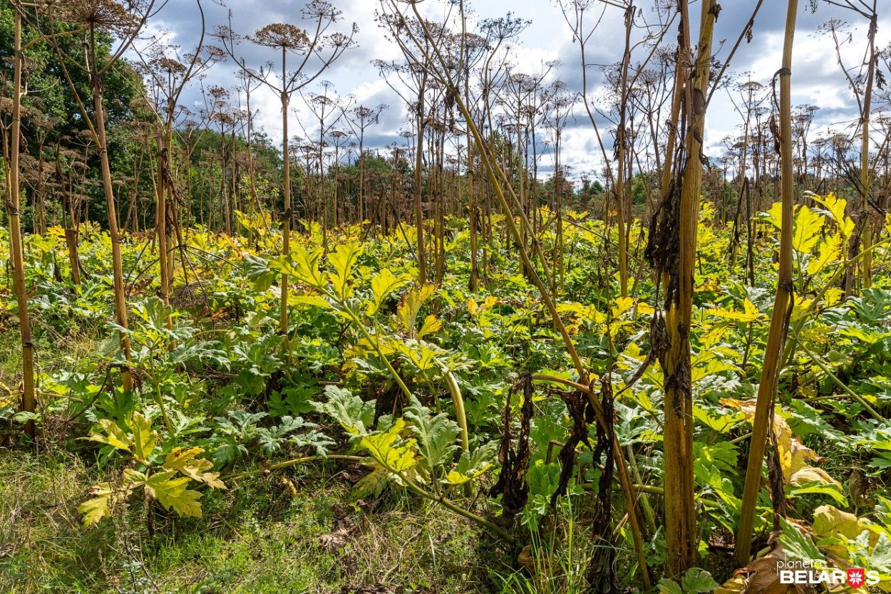Борщевик Сибирский