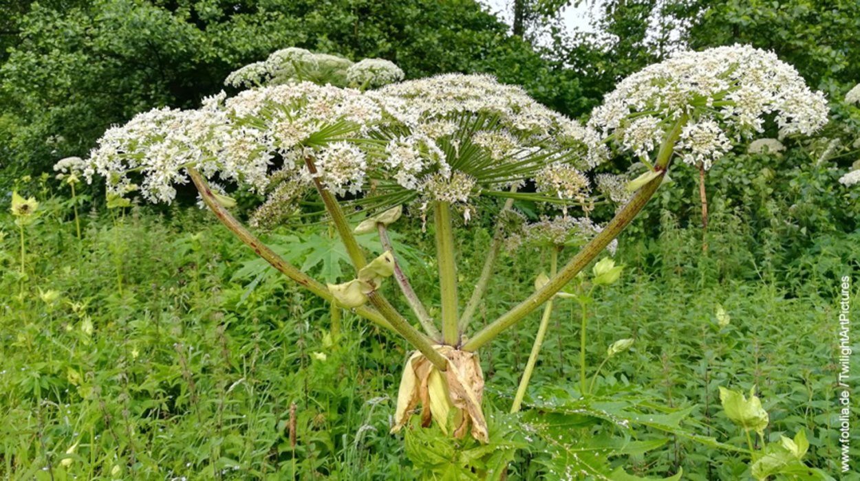 Борщевик Сосновского