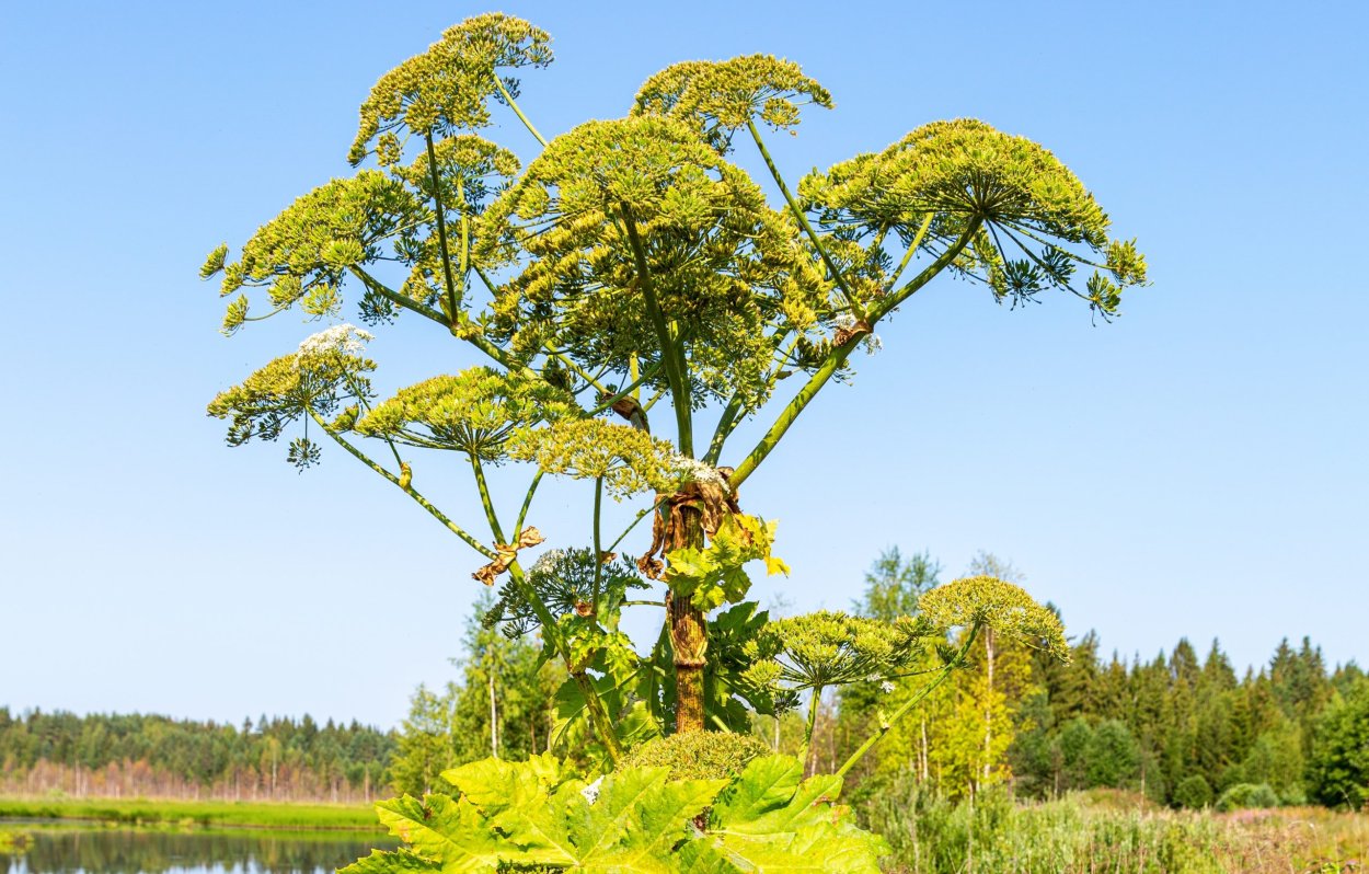 Борщевик Сосновского ожог растение